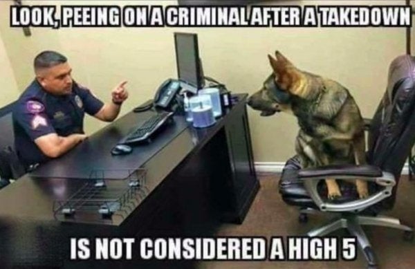 8 funny working dog memes that&#39;ll make you wag your tail - We Are The Mighty
