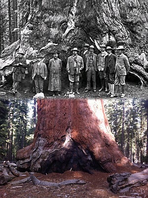 This is why Teddy Roosevelt turned Yosemite into federal land