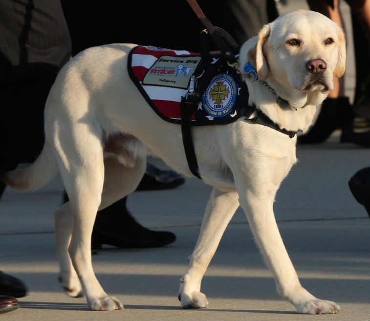 President George H.W. Bush’s service dog ‘enlists’ at Walter Reed
