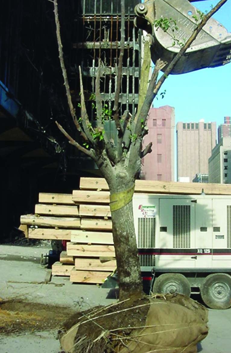 survivor tree being moved