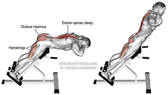 back extension muscles