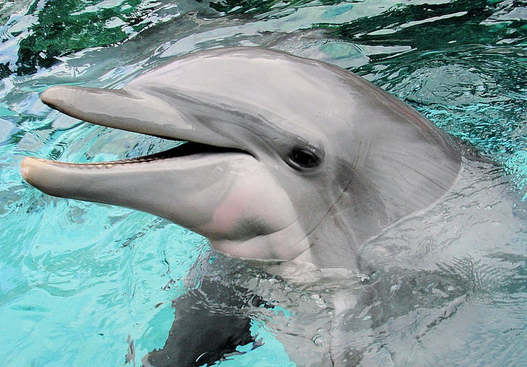 Um, Russian ministry report claims soldiers have dolphin-derived telepathy?