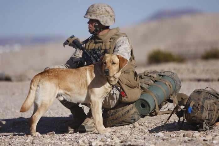 military labrador retriever dog