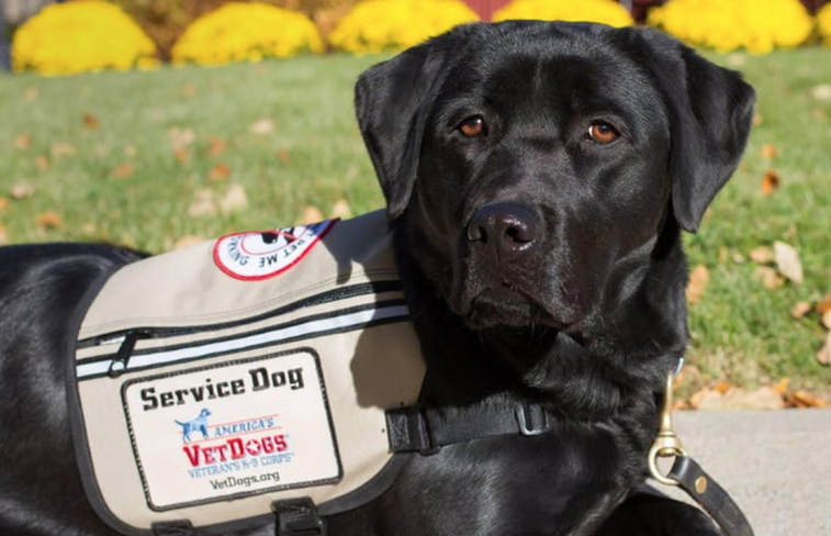 Prison inmates are training dogs for wounded warriors in record time