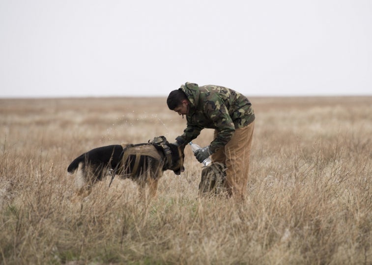 USPS unveils Military Working Dog stamps to celebrate our *true* heroes