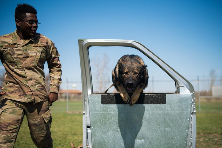 7 tips for training your dog from a Marine who trained dogs to sniff out bombs