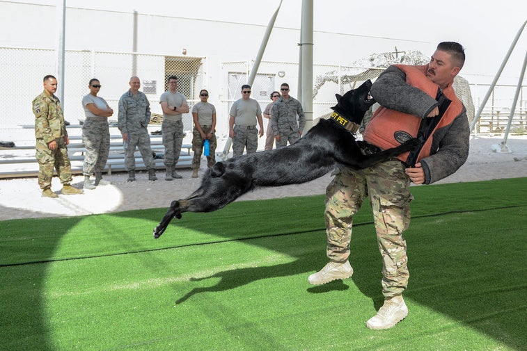 7 tips for training your dog from a Marine who trained dogs to sniff out bombs