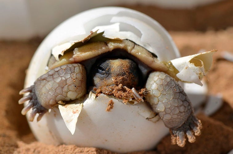 Marine Corps faces tough fight to protect desert tortoise
