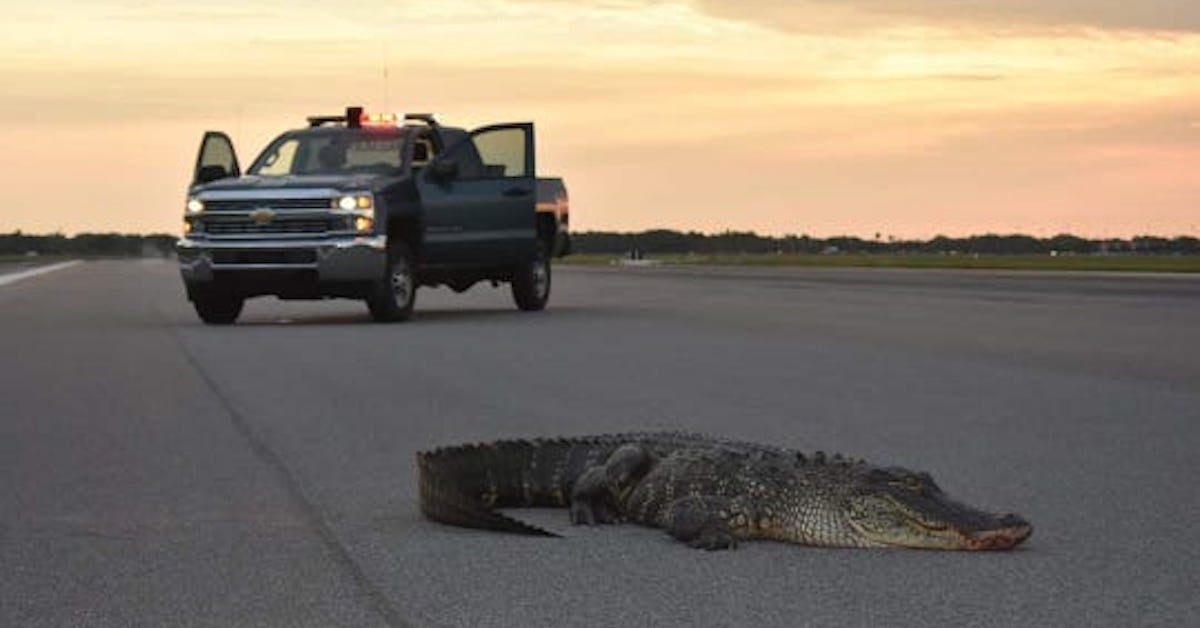 An alligator snuck onto the flight line at MacDill Air Force Base (and how  to wrangle an alligator) - We Are The Mighty