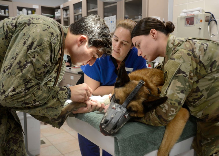 See how the Army evacuates wounded working dogs
