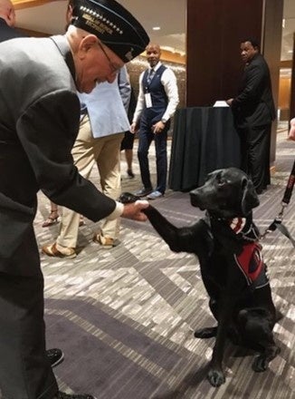 This therapy dog is a hero to veterans
