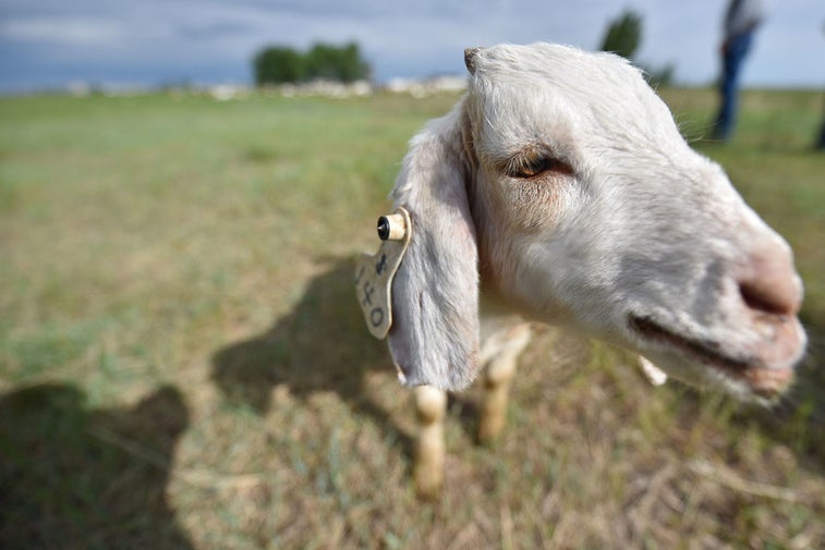 Here’s why the Air Force is scattering 600 goats over one of its bases