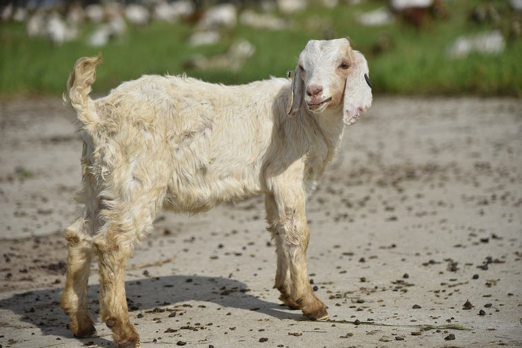 Here’s why the Air Force is scattering 600 goats over one of its bases