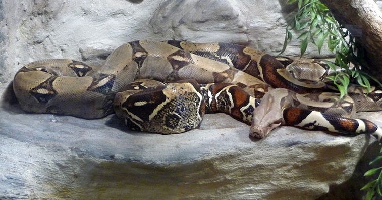 ‘Huge, strange-looking’ snakes spotted around Marine base