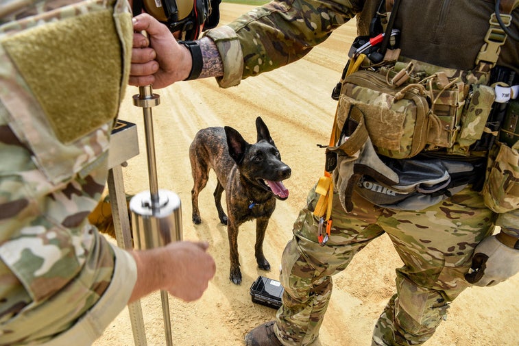 This is the US military’s only search-and-rescue dog