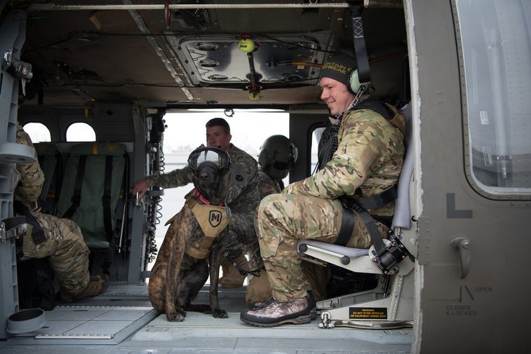This is the US military’s only search-and-rescue dog