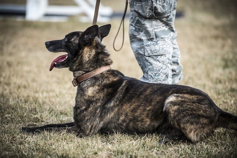 Heroic military working dogs receive prestigious medals for courage