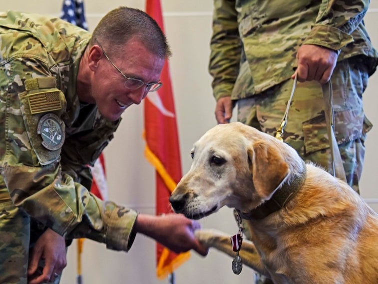 7 animals who serve in militaries around the world