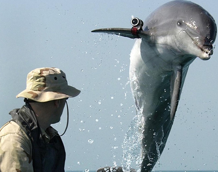 Navy-trained dolphins could be roaming the seas with toxic dart guns