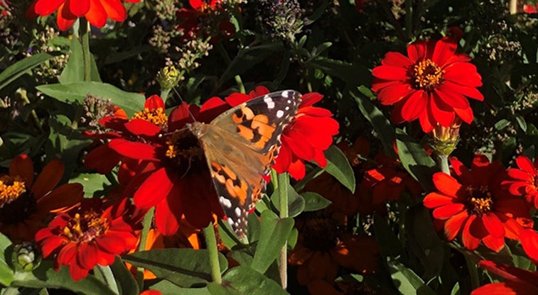 Butterfly garden acts as ‘spiritual refuge’ for vets