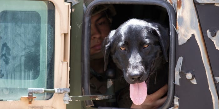 Here’s why military working dogs are treated just like regular troops
