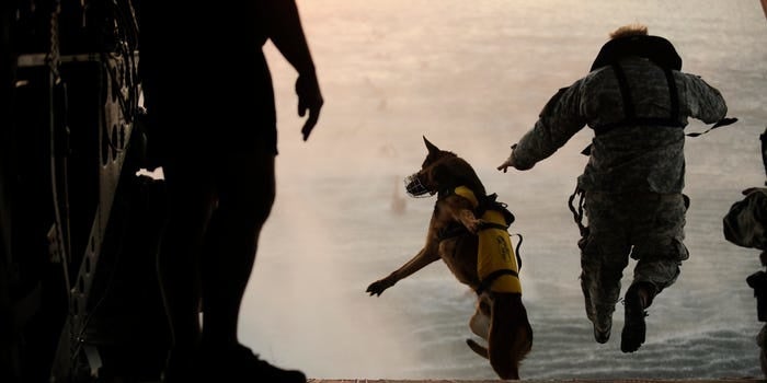 Here’s why military working dogs are treated just like regular troops