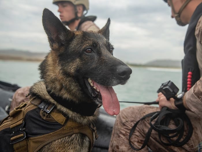 This is how US military dogs train for dangerous missions