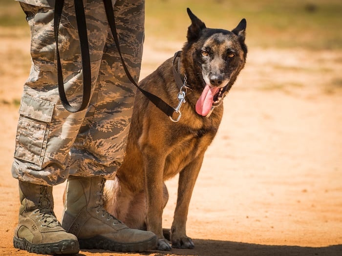 This is how US military dogs train for dangerous missions