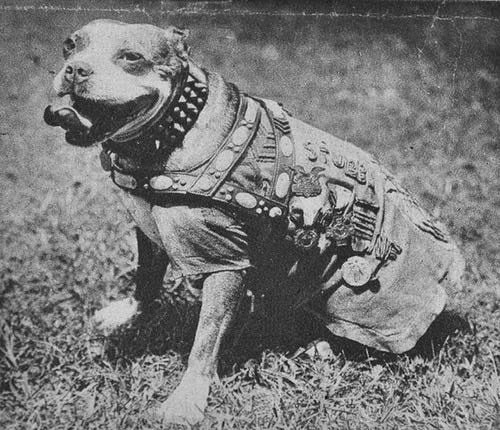 8 very good boys and girls who are military heroes