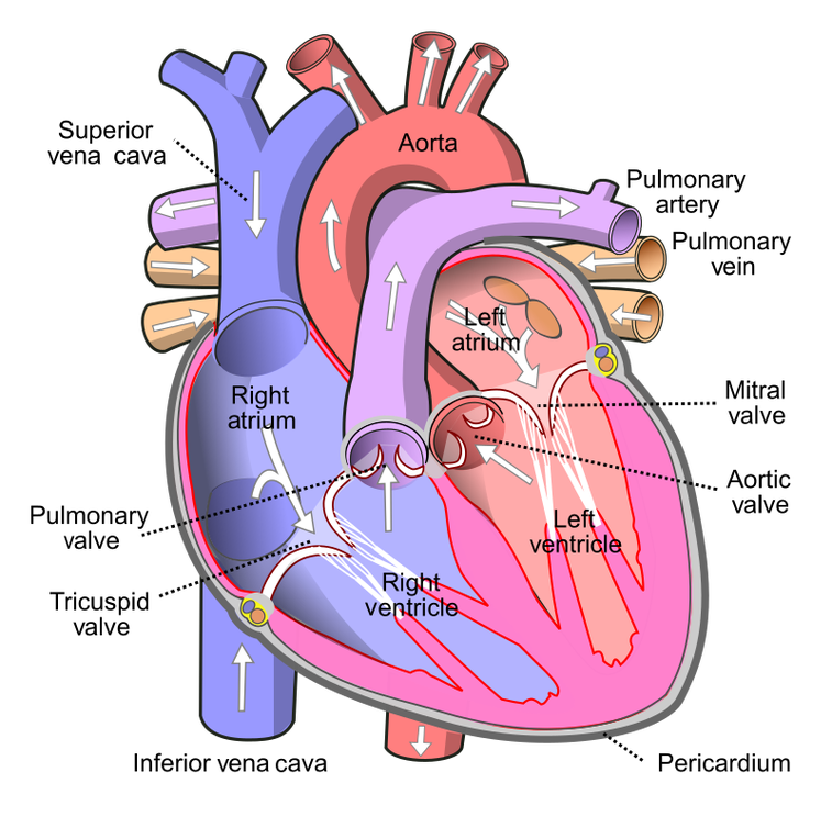 Here’s why the heart doesn’t need to rest like other muscles