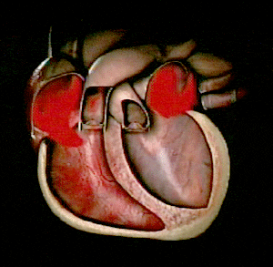 Here’s why the heart doesn’t need to rest like other muscles