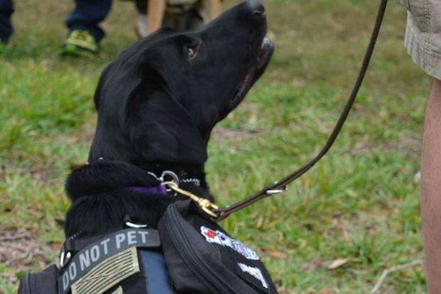 New bill would cover cost of service dogs for veterans with PTSD