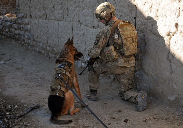 Army wants to outfit dogs with tiny cameras and other cool gear