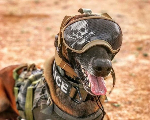 Army wants to outfit dogs with tiny cameras and other cool gear