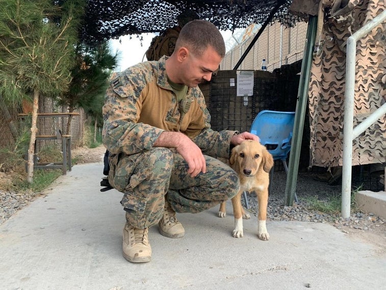 One Marine is on a mission to bring pup home from Afghanistan
