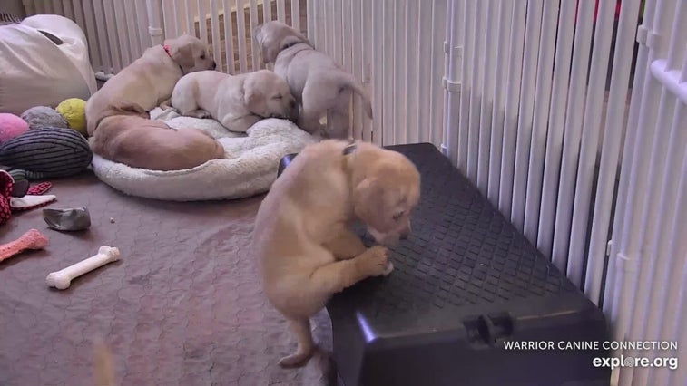 Here’s how you can livestream warrior puppies playing and snuggling