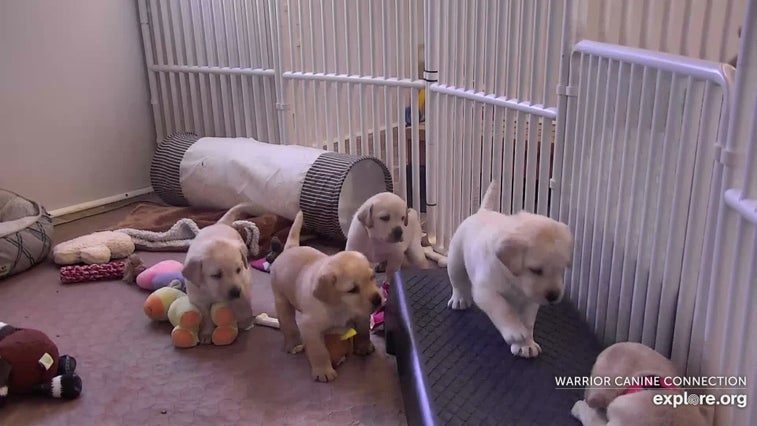 Here’s how you can livestream warrior puppies playing and snuggling