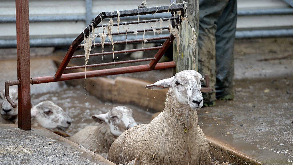 Sheep in a bath