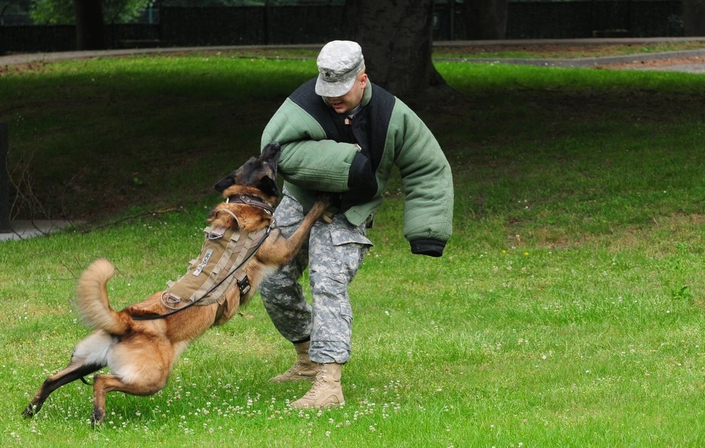 what breed of dog does the army use