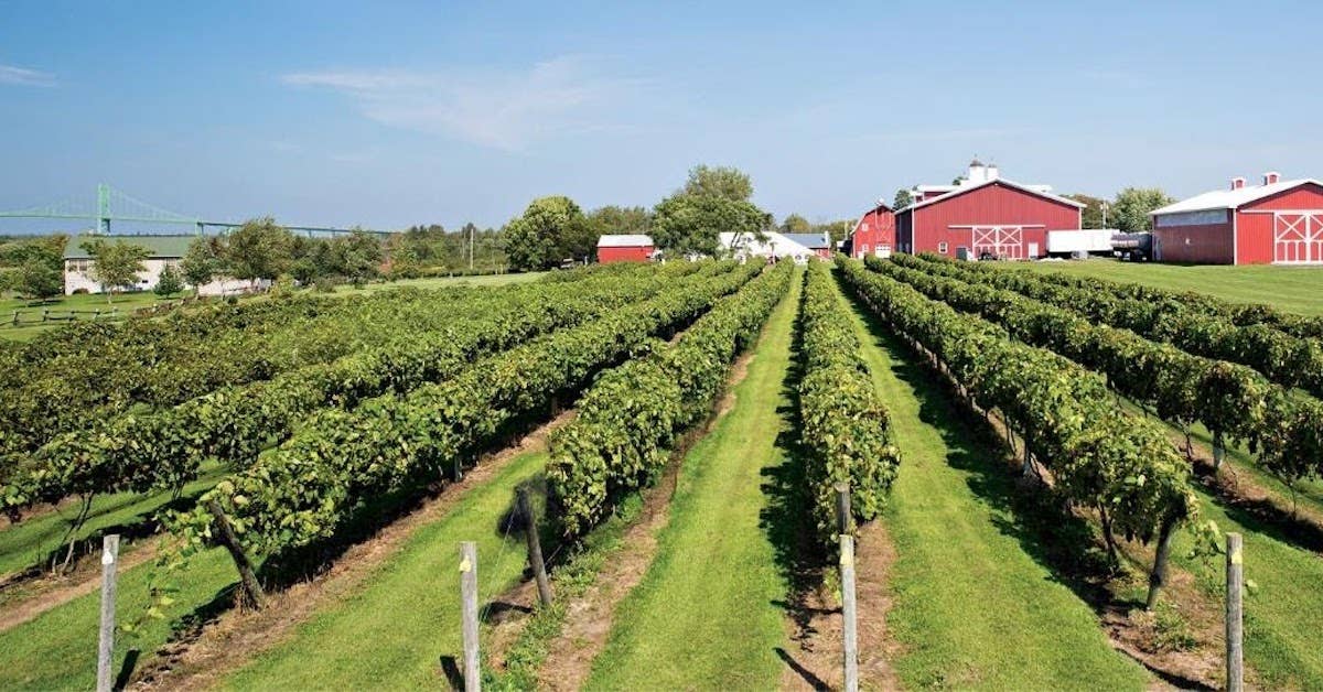The winery has over 19 acres of wine grapes (Thousand Islands Winery)