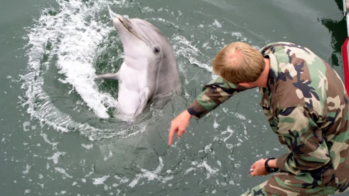 That time we took on the Navy’s hunter-killer dolphins