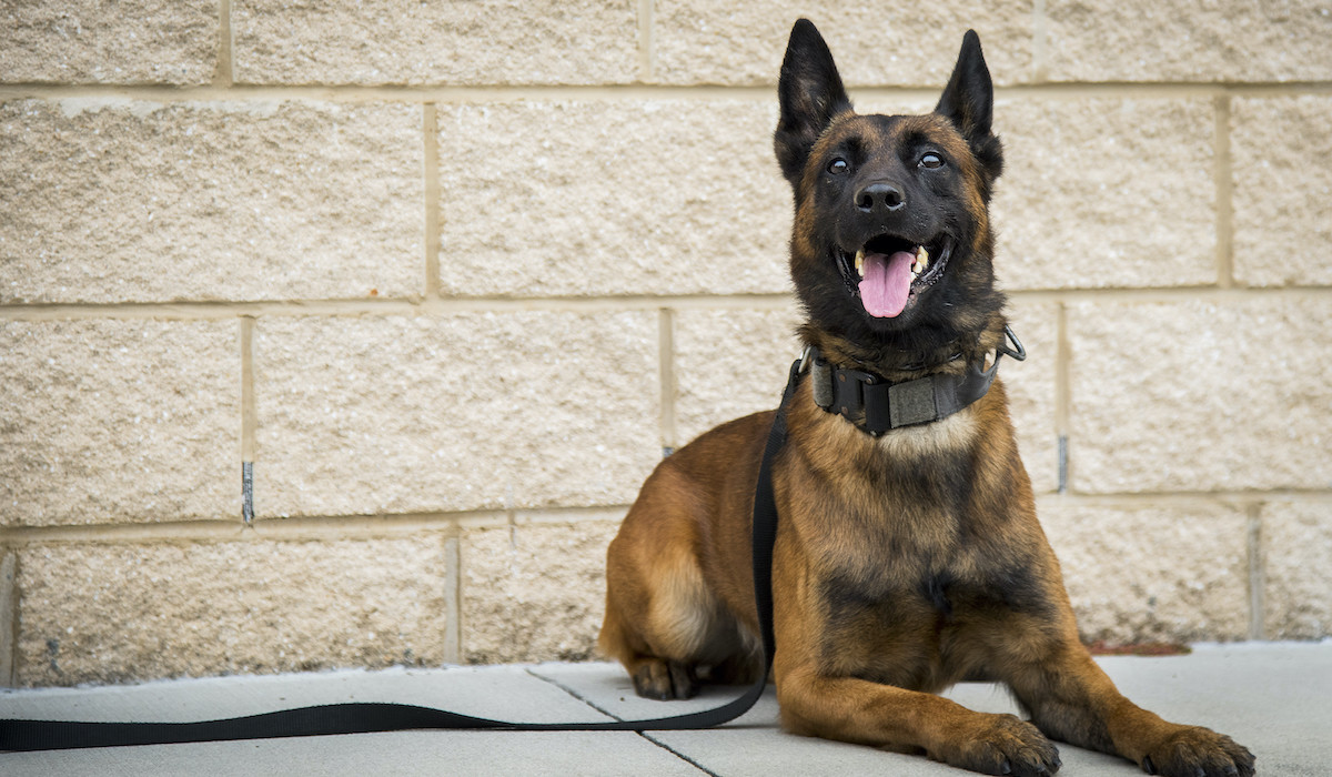 Pako, a five-and-a-half-year-old 96th Security Forces Squadron military working dog, suffered a heat stroke last year and died.  The base veterinary clinic helped revive him and bring him back through CPR procedures.  He beat almost insurmountable odds (for dogs) to survive heat stroke and CPR to make a full recovery.  (U.S. Air Force photo/Samuel King Jr.)