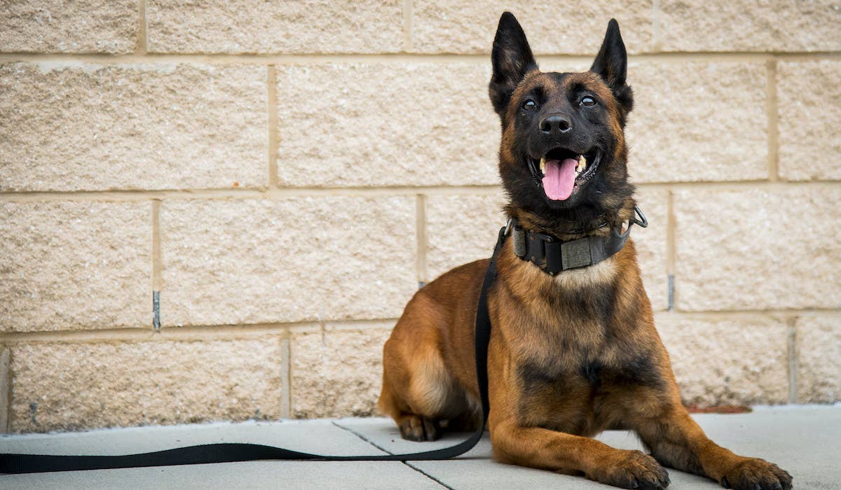 Pako, a five-and-a-half-year-old 96th Security Forces Squadron military working dog, suffered a heat stroke last year and died.  The base veterinary clinic helped revive him and bring him back through CPR procedures.  He beat almost insurmountable odds (for dogs) to survive heat stroke and CPR to make a full recovery.  (U.S. Air Force photo/Samuel King Jr.)