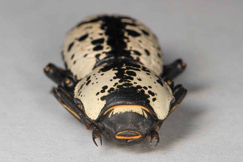 The Texas Ironclad Beetle. mage courtesy of Judy Gallagher (Flickr)