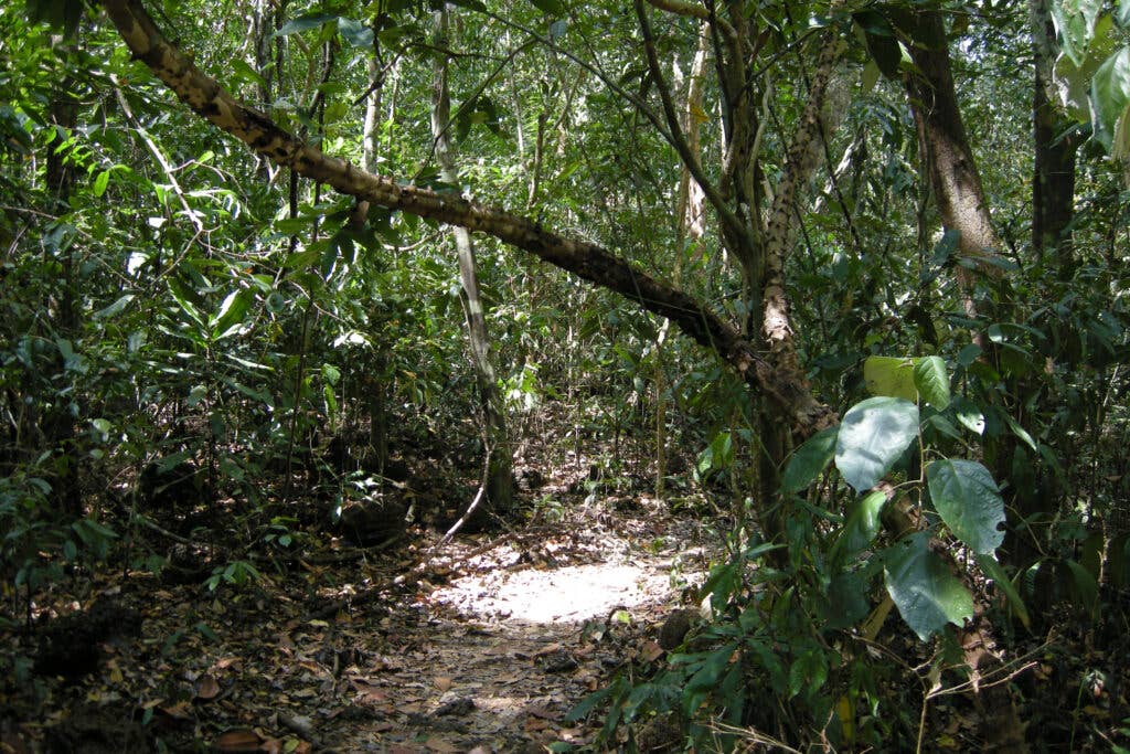 dense jungle in Vietnam