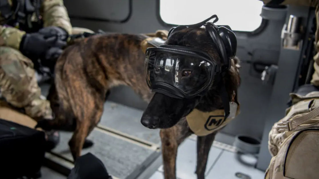 Meet Callie, the military’s only search-and-rescue dog