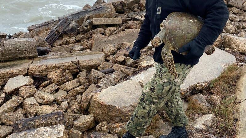 Navy Command Master Chief Eric Kinnaman rescuing turtles along the waterfront at NAS Corpus Christi. (Navy Capt. Christopher Jason)