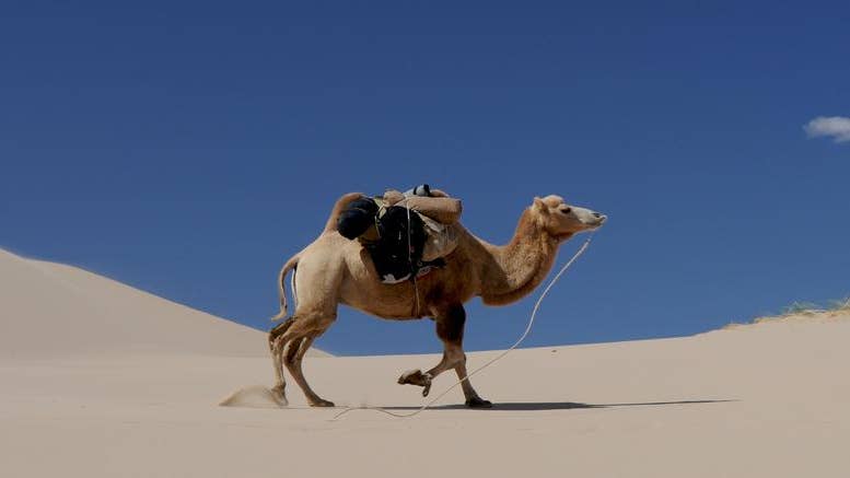 A camel like this one is used in camel races