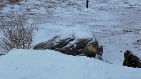 How we imagine the snowball fight went down.<em><a href="https://giphy.com/gifs/filmeditor-will-ferrell-elf-xUySTZhLpepqXCl5Dy" target="_blank" rel="noreferrer noopener"> Image via Giphy</a></em>.