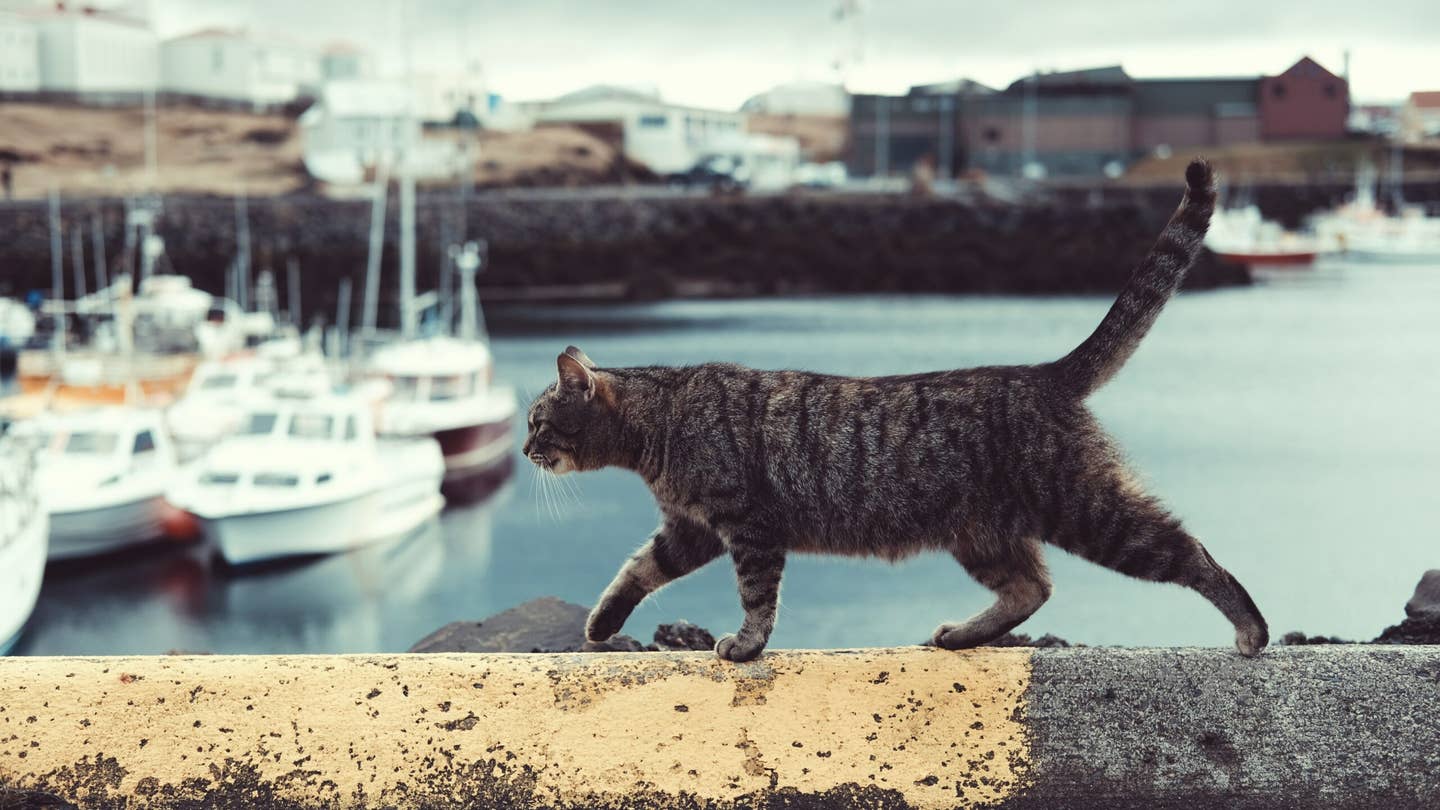 cat on a navy ship